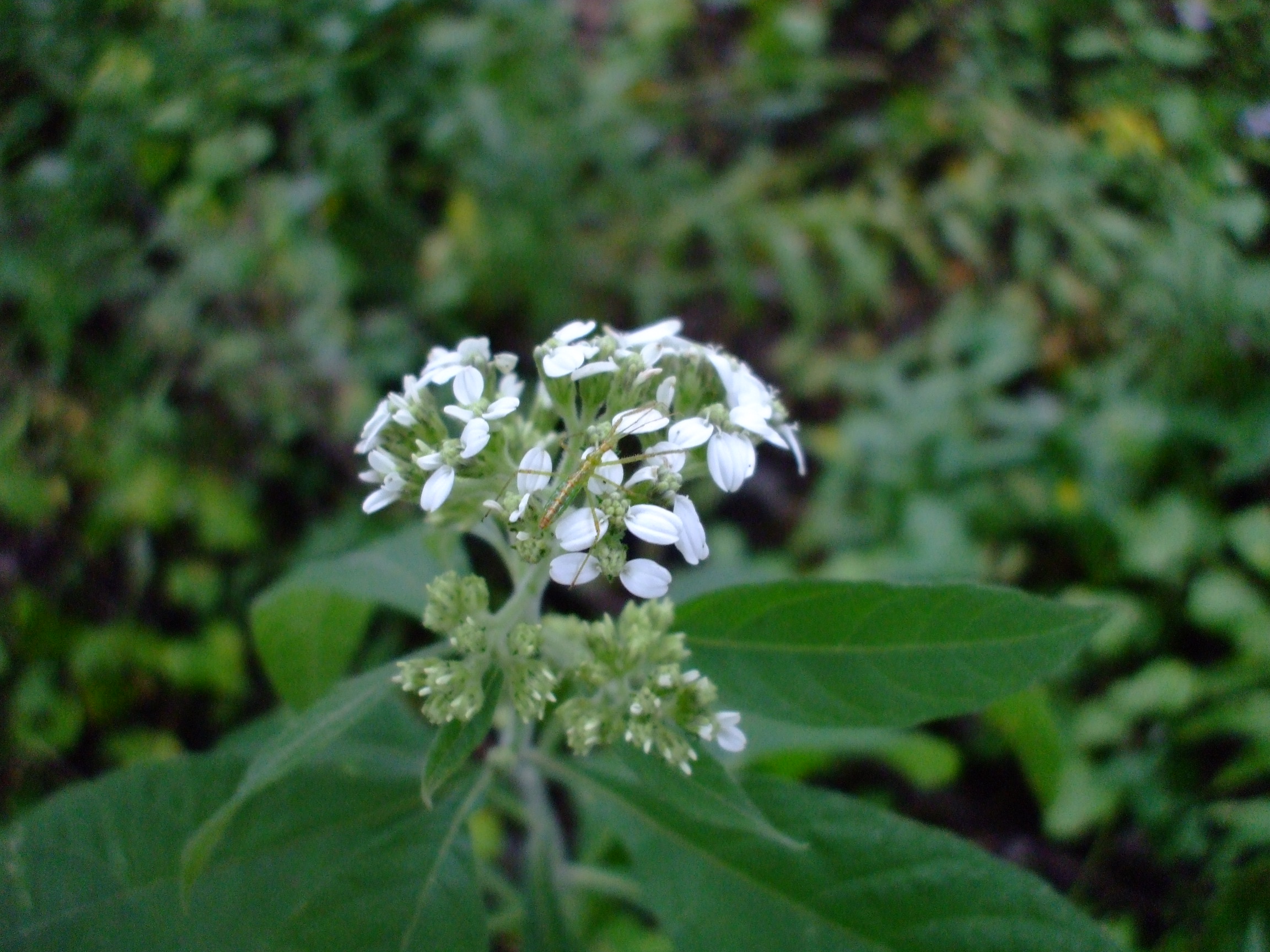 Verbesina virginica